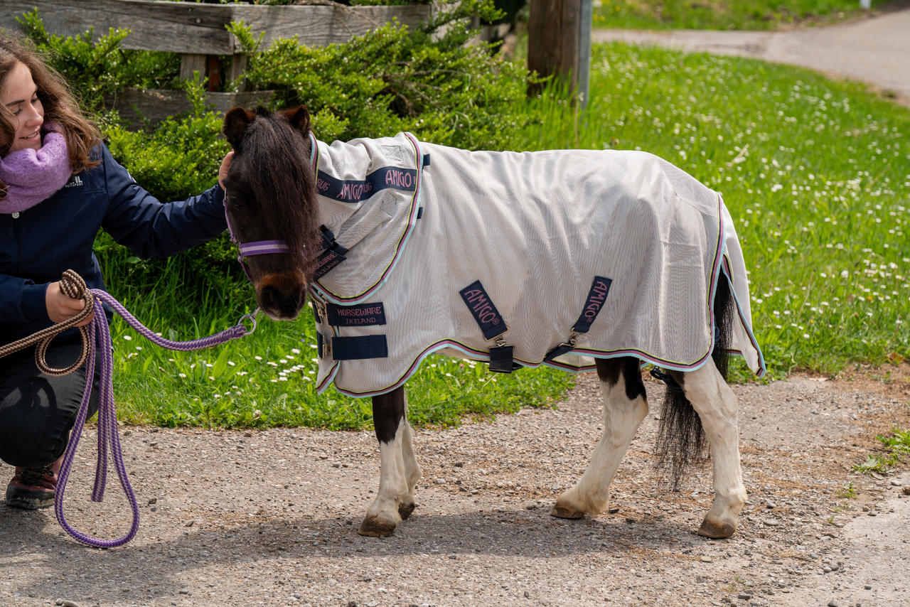 Horseware Amigo Bug Rug Plus Petite