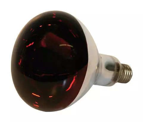 Göbel Hartglas-Infrarotlampe rot, 150 Watt Göbel Hartglas-Infrarotlampe rot, 150 Watt
