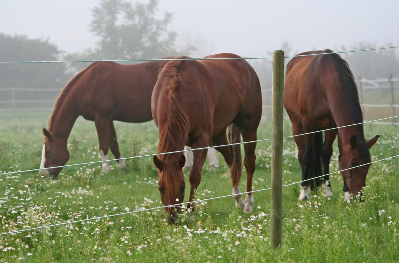 AKO Premium Horse Wire 250 m
