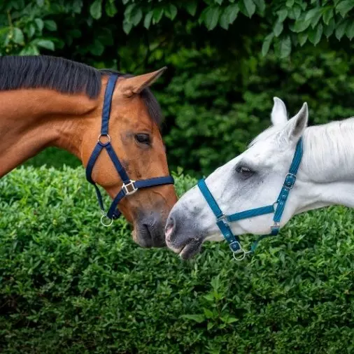 Halfter und Stricke Halfter und Stricke