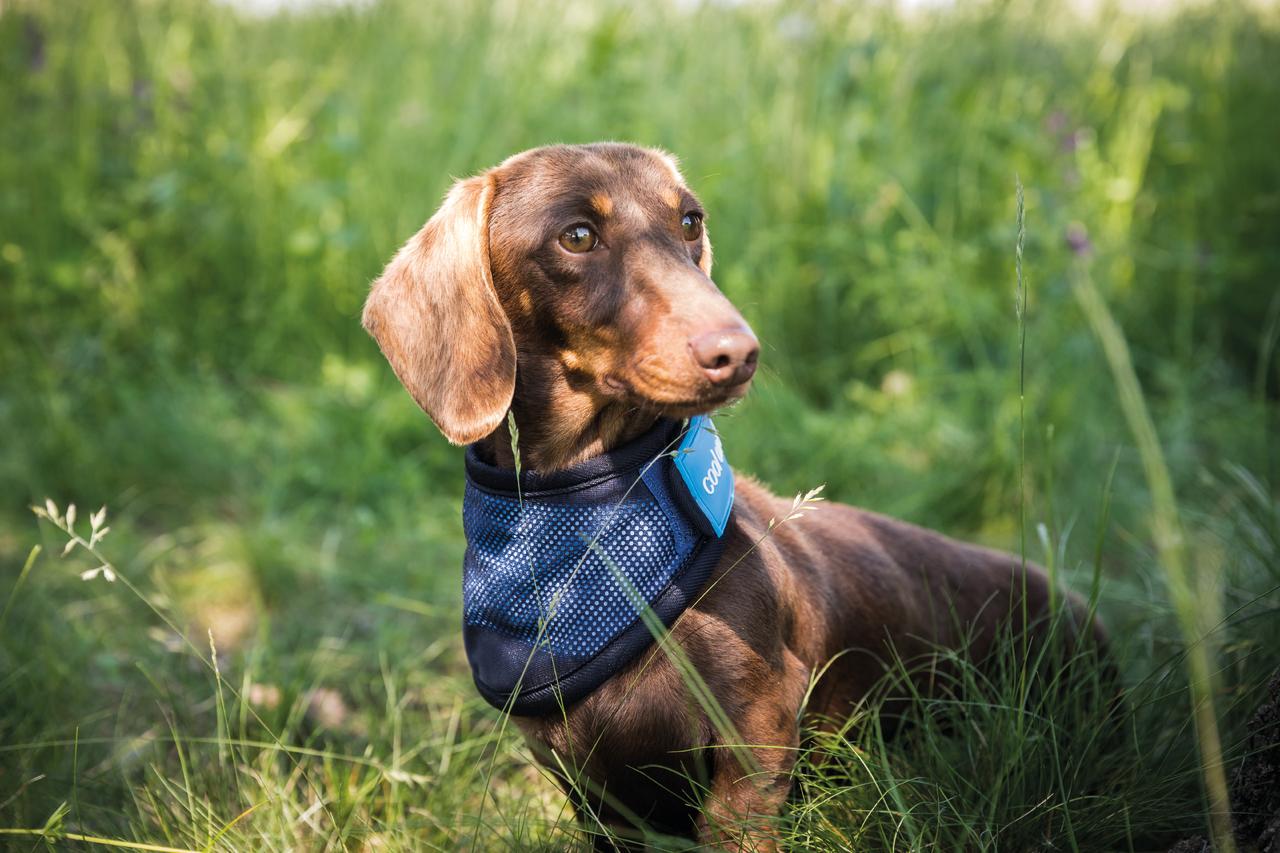 Cool on Track Cooling Bandana