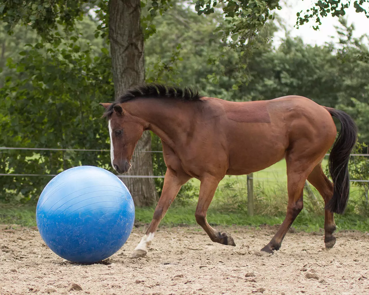 QHP Pferdefussball QHP Pferdefussball