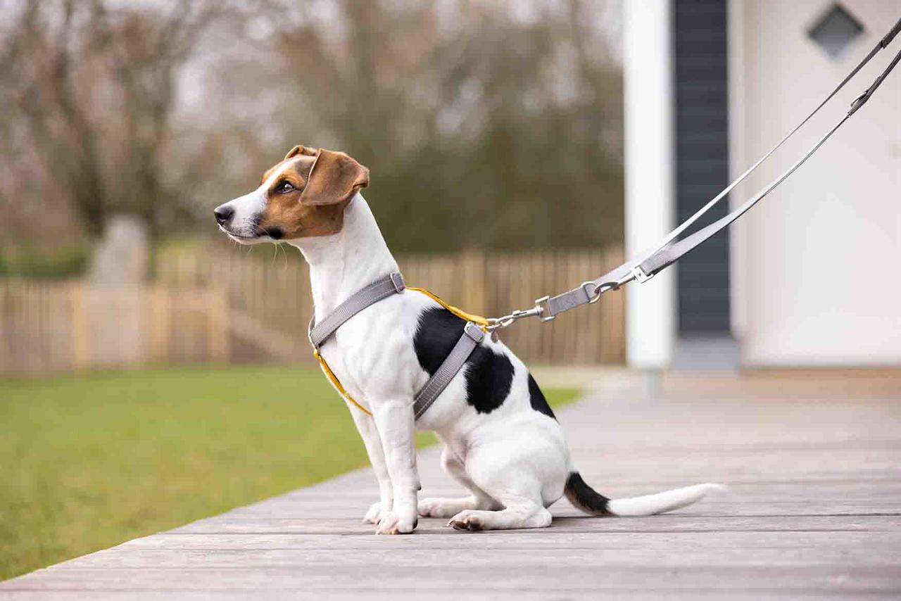 HKM Hundetrainingsleine - Anam Cara- Nylon