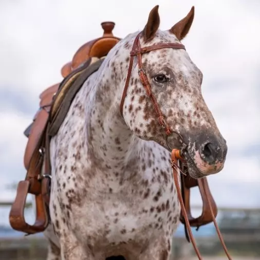 Westernreiten Westernreiten