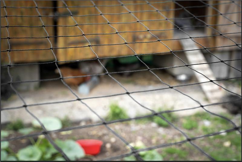 WAHL-FENCE Geflügelschutznetz 10 x 10 Meter