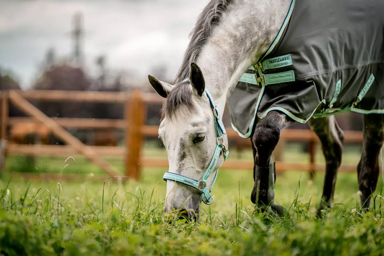 Horseware Field Safe Headcollar Horseware Field Safe Headcollar