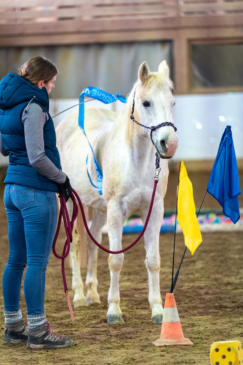 QHP Trainingsstock mit Flagge