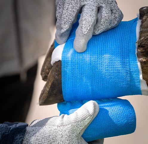 Startseite_Klauenpflege