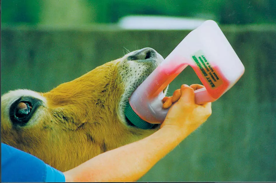Shoof EASY DRENCHER - Eingabeflasche 1,2 Liter
