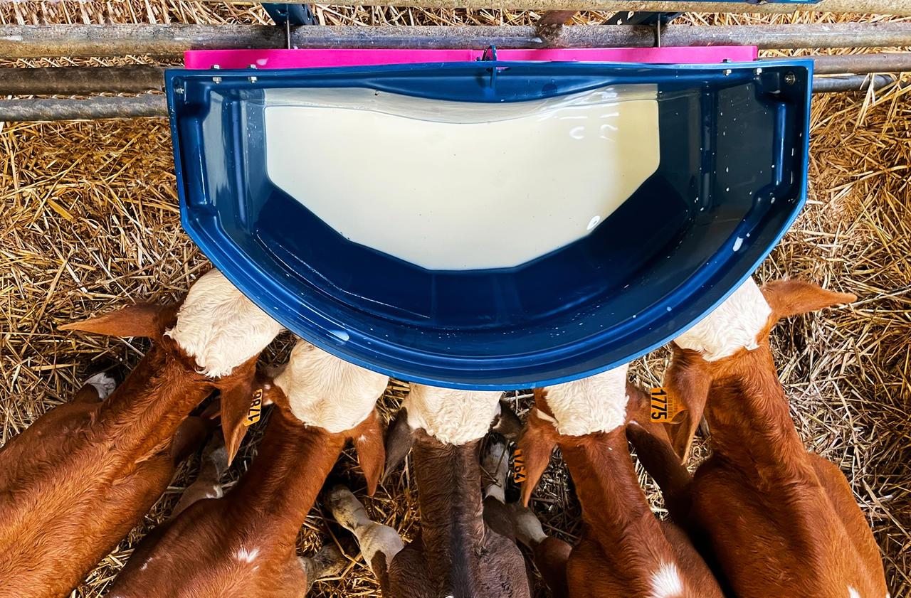Hiko Milkbar Gruppenwanne Calf Buddy 5 - 50l